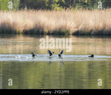 Eurasischer Coot (Fulica atra), zwei Bohlenpaare, die um ein Gebiet auf einem Teich kämpfen, Thüringen, Deutschland, Europa Stockfoto