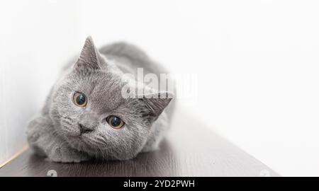 Eine graue, rauchige britische Katze schaut auf weißem Hintergrund mit Platz für Text in die Kamera. Das Konzept der Studiofotografie Stockfoto