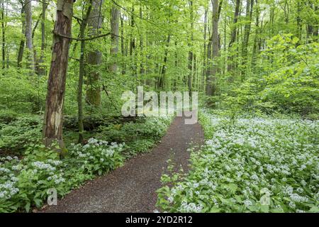 Pfad durch einen naturnahen Laubwald, Kupferbuchenwald (Fagus sylvatica) mit blühendem WildKnoblauch (Allium ursinum), Hainich Nationalpark Stockfoto