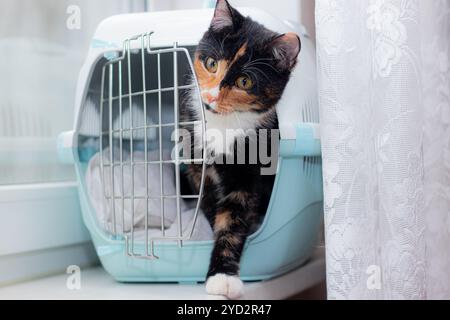 Die Katze sitzt in einem Tierträger. Ein Haustier. Transport von Tieren. Artikel über Tiertransporte. Adulte Schildkröten Stockfoto