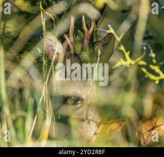 Rehe (Capreolus capreolus), rehbock, gut getarnt in einer Hecke stehend und aufmerksam schauend, Wildtiere, Thüringen, Deutschland, Europa Stockfoto