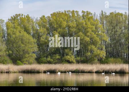 Teichlandschaft, Schilf, Schilf (Phragmites australis), Weiden (Salix) mit frischen grünen Blättern, stumme Schwäne (Cygnus olor), Thüringen, Deutschland, Europa Stockfoto