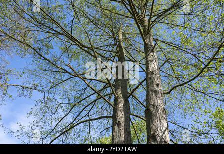 Schwarzerle (Alnus glutinosa) Baumkronen im Frühjahr mit frischen grünen Blättern, blauer Himmel, Thüringen, Deutschland, Europa Stockfoto