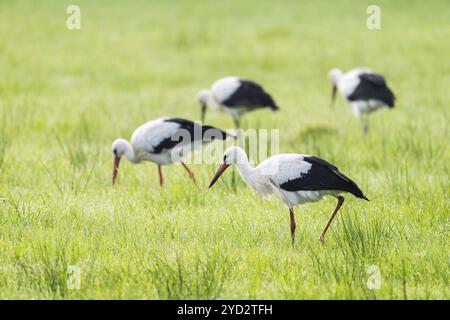 Weißstörche (Ciconia ciconia), die sich am frühen Morgen auf einer Wiese ernähren, Tau-Perlen auf dem Gras, Niedersachsen, Deutschland, Europa Stockfoto