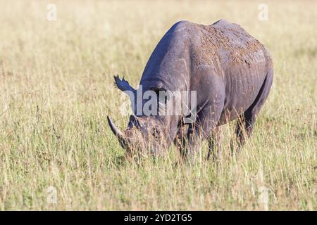 Schwarzes Nashorn (Diceros bicornis) weidet auf einem Savannengras in Afrika, Maasai Mara National Reserve, Kenia, Afrika Stockfoto