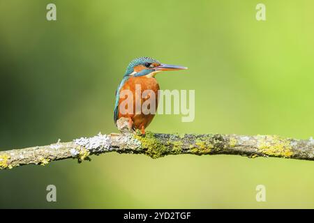 Gemeiner eisvogel (Alcedo atthis) auf einem Zweig mit Herbstfarben, Wildife, Katalonien, Spanien, Europa Stockfoto