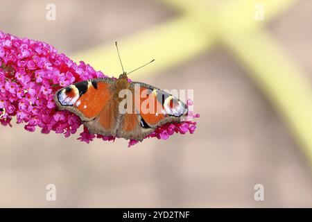 Pfauen-Schmetterling (Inachis io) saugen Nektar an Schmetterlingsstrauch (Buddleja davidii), Schmetterlingsstrauch, in einer natürlichen Umgebung in freier Wildnis, in Stockfoto