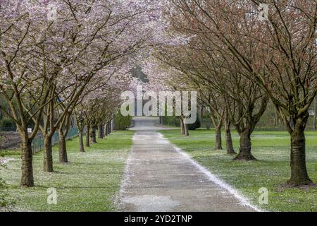 Japanische Blütenkirsche (Prunus serrulata), Gemen, Münsterland, Nordrhein-Westfalen, Deutschland, Europa Stockfoto