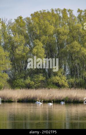 Teichlandschaft, Schilf, Schilf (Phragmites australis), Weiden (Salix) mit frischen grünen Blättern, stumme Schwäne (Cygnus olor), Thüringen, Deutschland, Europa Stockfoto