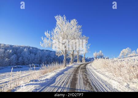 Von Bäumen gesäumte Straße einen Hügel hinauf mit Raureif auf den Bäumen ein kalter, schneebedeckter Wintertag auf dem Land, Schweden, Europa Stockfoto