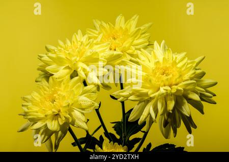 Chrysantheme Amour gelbe Blume auf gelbem Hintergrund. Blumenkopf-Nahaufnahme Stockfoto