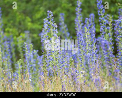 Viper-Bugloss (Echium vulgare), blühend, Thüringen, Deutschland, Europa Stockfoto