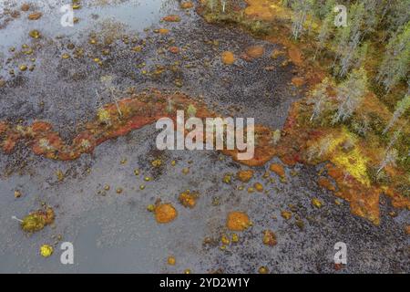 Drohnenbild, Luftaufnahme, Nahaufnahme, Feuchtgebiete, Moore im Herbst, Lappland, Finnland, Europa Stockfoto