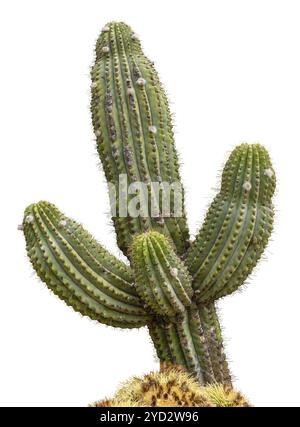 Riesiger Saguaro Kaktusbaum, isoliert auf WEISSEM Hintergrund Stockfoto