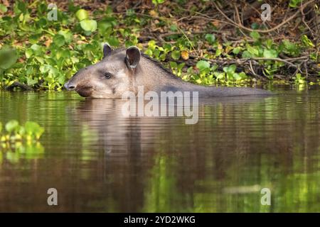 Flachland-Tapir (Tapirus terrestris), Schwimmen, Pantanal, Binnenland, Feuchtgebiete, UNESCO-Biosphärenreservat, Weltkulturerbe, Feuchtbiotop, Mato Grosso, BH Stockfoto