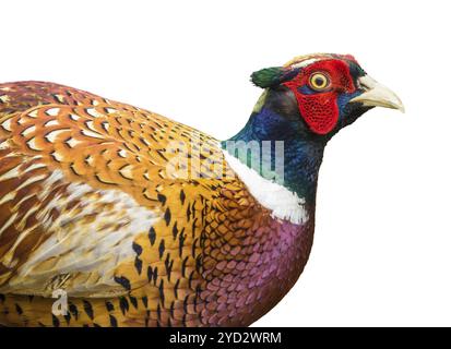 Isolierte Detail eines männlichen Fasan Vogels Stockfoto