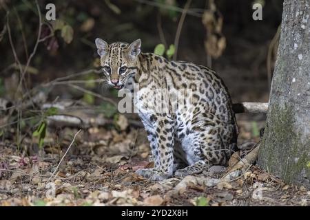 Ozelot (Leopardus pardalis), in der Nacht, auf dem Boden sitzend, bettelnd, Pantanal, im Landesinneren, Feuchtgebiet, UNESCO-Biosphärenreservat, Weltkulturerbe, Wetla Stockfoto