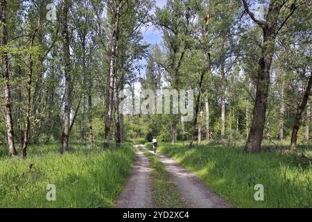 Radfahrer auf einem Waldweg durch einen kargen Schwemmwald im Frühjahr, Salzachweg, Salzach, Tittmoning, Oberbayern, Bayern, Germa Stockfoto