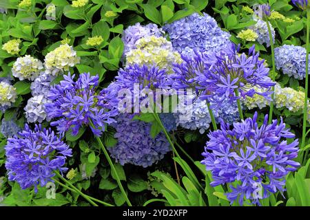 Blaue Lilie (Agapanthus afrikanus) Nahaufnahme, Blume, Insel Madeira Stockfoto