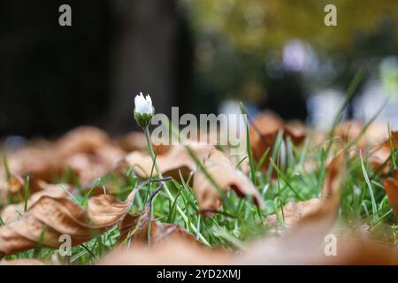 Gänseblümchen, Herbstlaub auf einer Wiese, Leoben, Steiermark, Österreich, Europa Stockfoto