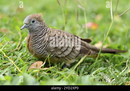 Porträt Einer Zebrataube (Geopelia striata) auf Gras Stockfoto