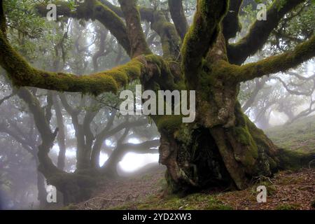 Lorbeerwald (Laurisilva) UNESCO-Weltkulturerbe, Naturschutzgebiet, Nebel, immergrün, Dorf Fanal 1236 m, Posto Florestal da Fanal, Madeira Stockfoto