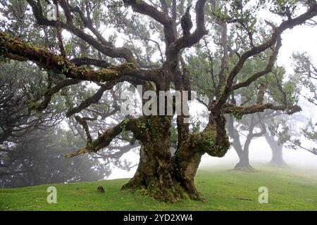 Lorbeerwald (Laurisilva) UNESCO-Weltkulturerbe, Naturschutzgebiet, Nebel, immergrün, Dorf Fanal 1236 m, Posto Florestal da Fanal, Madeira Stockfoto