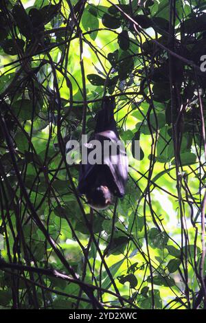 Eine spektakuläre Obstfledermaus, die tagsüber im Naturpark von Port Moresby verweilt. Stockfoto