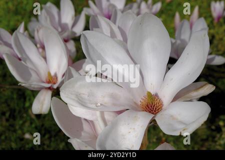 Tulpenmagnolie (Magnolia soulangeana) Nahaufnahme, Blüten, Garten, Grebenstein, Hessen Stockfoto