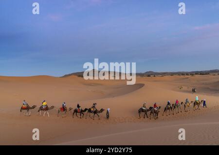 Merzouga, Marokko, 9. März 2024: Berberführer, der eine Touristengruppe auf einer Dromedarwanderung in die Sahara in Marokko, Afrika, führt Stockfoto