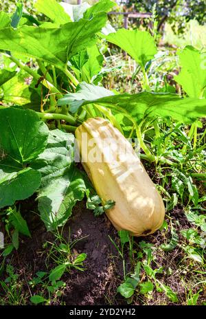 Zucchini mit großen Blättern, die im Gemüsegarten wachsen Stockfoto