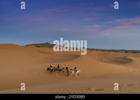 Merzouga, Marokko, 9. März 2024: Berberführer führt eine Gruppe von Touristen auf eine Dromedarwanderung bei Sonnenuntergang in die Sahara in Marokko, Afrika Stockfoto