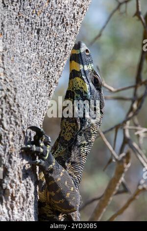 Goanna Eidechse klettert auf einen Baum Stockfoto