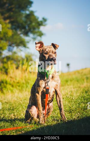 Pit-Bullterrier Stockfoto