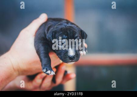 Pit Bull Terrier Hündchen Stockfoto
