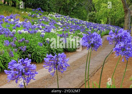 Blaue Lilie (Agapanthus afrikanus) Blumen, Blandys Garten, Madeira Insel Stockfoto