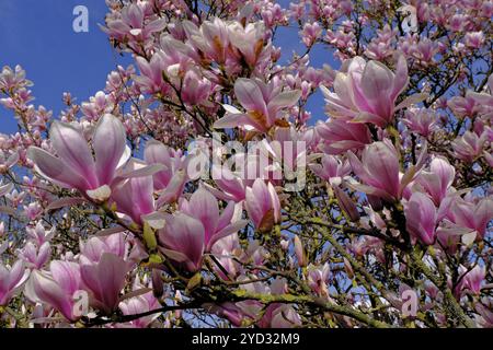 Tulpenmagnolie (Magnolia soulangeana) Blumen, Garten, Grebenstein, Hessen Stockfoto