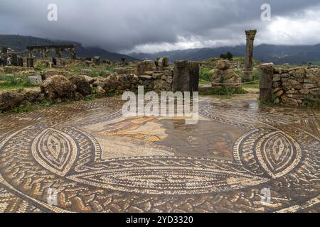 Volubilis, Marokko, 3. März 2024: Detailansicht der komplexen Bodenmosaiken in den römischen Ruinen von Volubilis im Norden Marokkos bei Meknes, AF Stockfoto