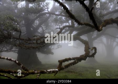 Lorbeerwald (Laurisilva) UNESCO-Weltkulturerbe, Naturschutzgebiet, Nebel, immergrün, Dorf Fanal 1236 m, Posto Florestal da Fanal, Madeira Stockfoto