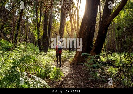 Wanderer im australischen Buschland Stockfoto