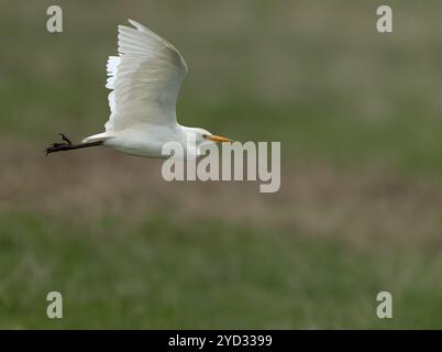 Rinderreiher (Bubulcus ibis) im Flug über Norfolk Grasland Stockfoto