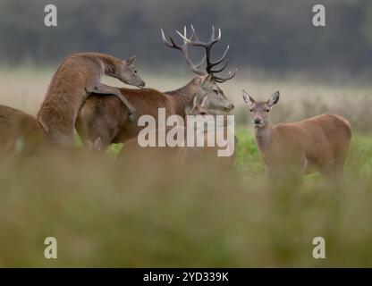 Rotwild (Cervus Elephus) lässt den dominanten Hirsch wissen, dass sie bereit ist, Norfolk Stockfoto