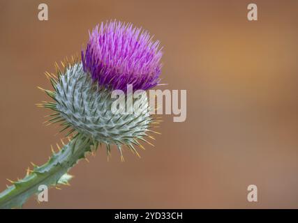 Der isolierte Kopf EINES schottischen Distels (oder Milchdistel) Mit Kopierbereich Stockfoto