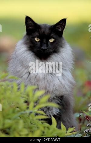 Schwarz rauchfarbene norwegische Waldkatze, die hinter einigen Pflanzen im Garten sitzt Stockfoto