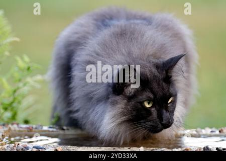 Schwarz rauchfarbene norwegische Waldkatze, die hinter einigen Pflanzen im Garten sitzt Stockfoto