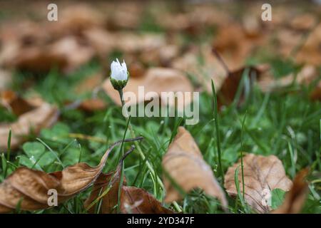 Gänseblümchen, Herbstlaub auf einer Wiese, Leoben, Steiermark, Österreich, Europa Stockfoto