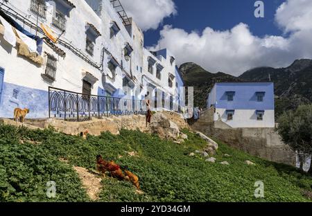 Chefchaouen, Marokko, 2. März 2024: Blick auf die farbenfrohe, blaue Bergstadt Chefchauouen im Rif-Gebirge im Norden Marokkos, Afrika Stockfoto