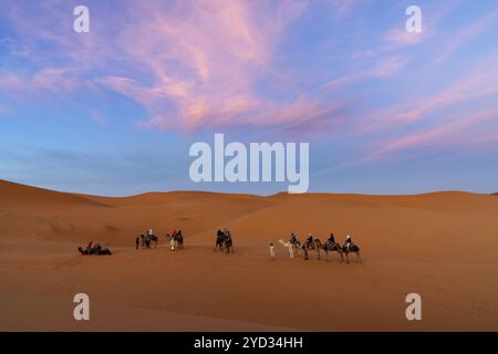 Merzouga, Marokko, 9. März 2024: Berberführer führt eine Gruppe von Touristen auf eine Dromedarwanderung bei Sonnenuntergang in die Sahara in Marokko, Afrika Stockfoto