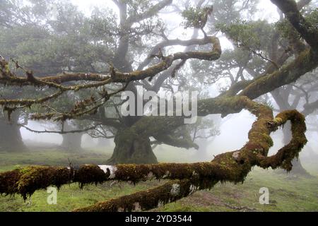 Lorbeerwald (Laurisilva) UNESCO-Weltkulturerbe, Naturschutzgebiet, Nebel, immergrün, Dorf Fanal 1236 m, Posto Florestal da Fanal, Madeira Stockfoto