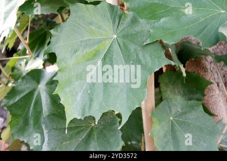 Bild mit der Oberseite der Blätter des Bayurbaums (Pterospermum acerifolium). Stockfoto